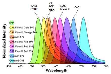 Real-time PCR에 이용 가능한 형광 reporter dye의 파장 영역