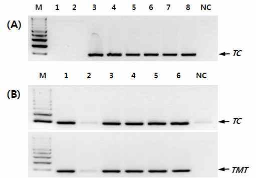 Specificity analysis of the amplified PCR products using the TC and TMT gene specific primer pairs