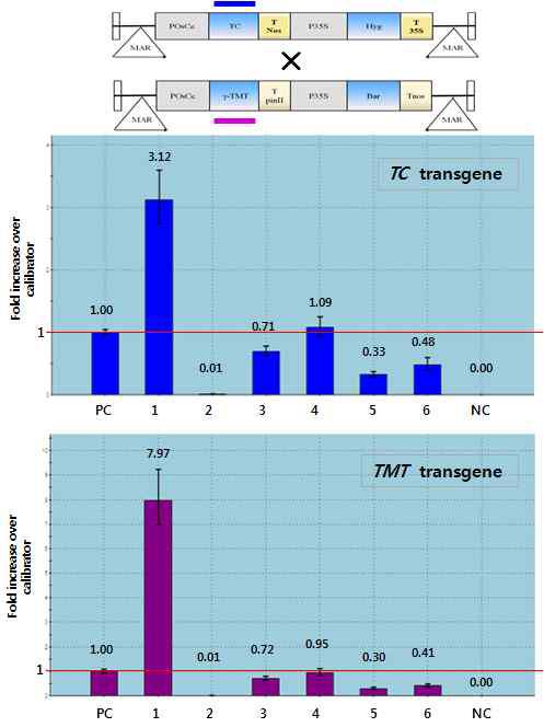 Fold change of the TC and TMT transgene for each plant relative to the calibrator sample