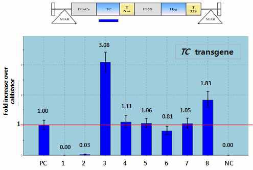 Fold change of the TC transgene for each plant relative to the calibrator sample