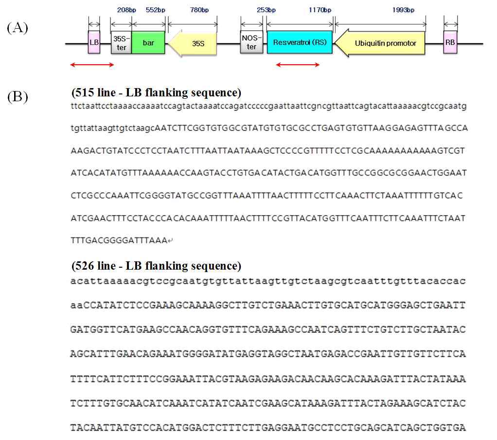 유전자변형 레스베라트롤 생합성 벼 개발을 위해 사용된 벼 형질전환 벡터(A) 및 이벤트 계통(익산515 및 익산 526)의 도입유전자 삽입인접 염기서열 부위(B)