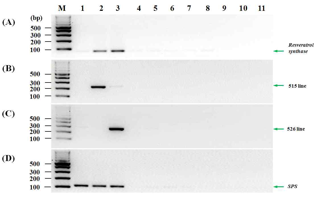 유전자변형 레스베라트롤 생합성 벼에 대한 프라이머의 검출 특이성 분석