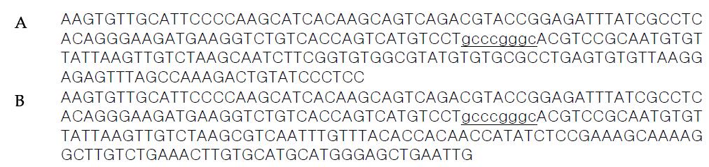 유전자변형 레스베라트롤 생합성 벼의 정량검정을 위한 표준플라스미드의 목적 DNA 단편 염기서열