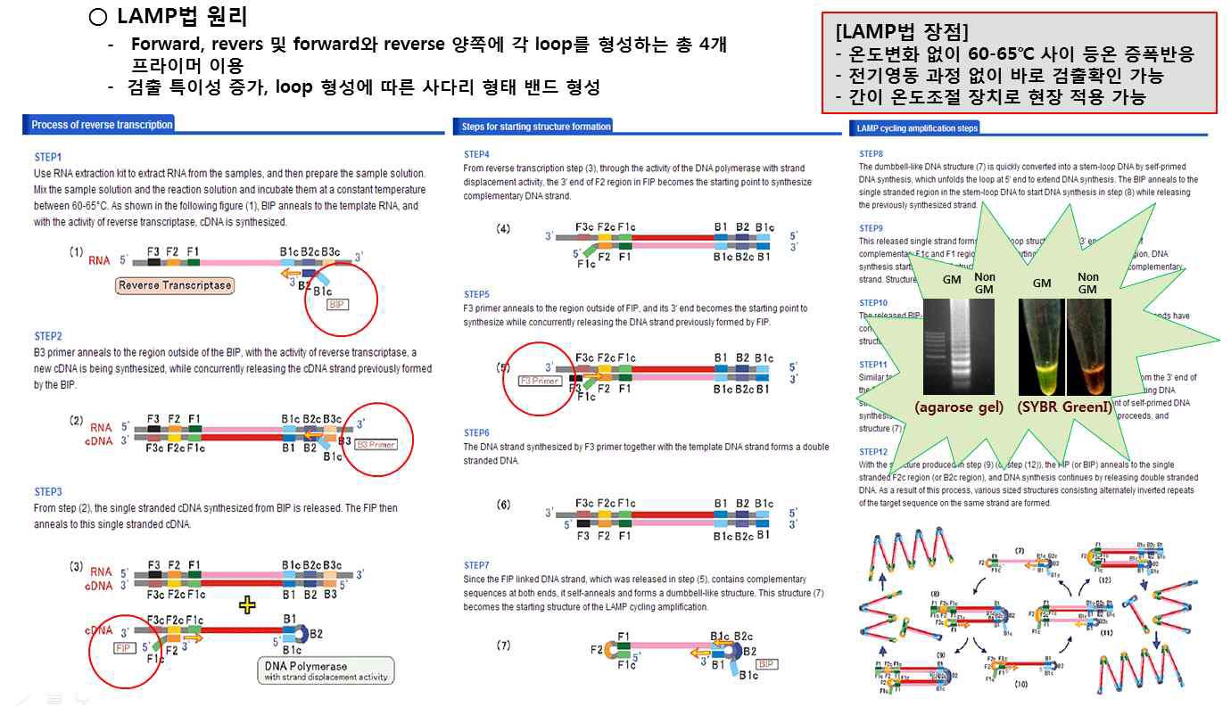 LAMP-PCR 원리 모식도.
