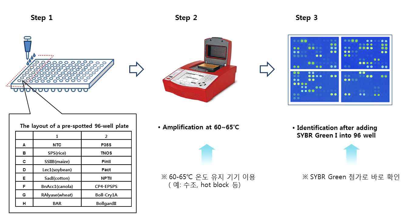LAMP-PCR에 의한 GM작물 신속 검출 시스템 모식도