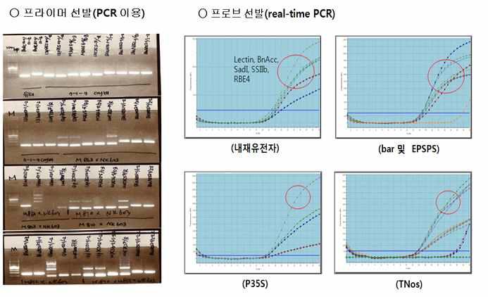 GMO 검정용 표준분자 개발을 위한 프라이머 및 프로브 선발.