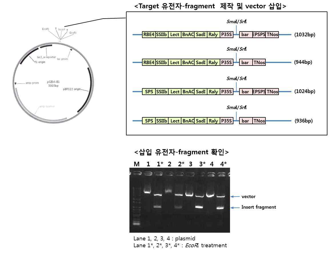 각 작물 및 GMO 검출유전자에 대한 표준분자 모식도 및 제작 확인.