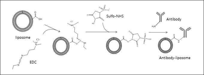 EDC/NHS 반응을 통한 antibody-PDA vesicle 제작.