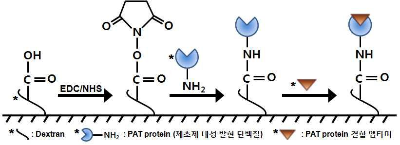 Sensor chip CM5의 PAT 단백질 고정 모식도
