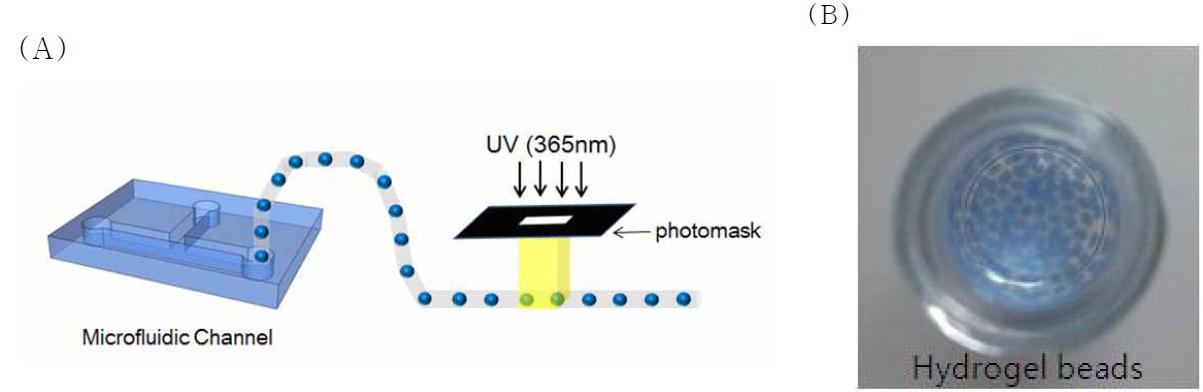 (A) Hydrogel bead제작에 대한 모식도. (B) 실제 제작한 Immunohydrogel Beads™