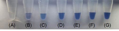 PEG-DA solution과 항체-PDA vesicle 농도비에 따른 광학적 특성영향 비교 (A) PEG-DA solution (B) PEG-DA solution