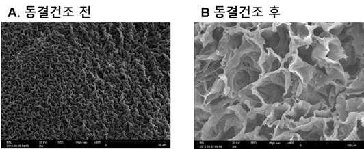 동결건조 전후 Hydogel 표면상태 비교