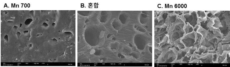 분자량에 따른 Hydrogel 표면에서의 미세구멍 크기 비교