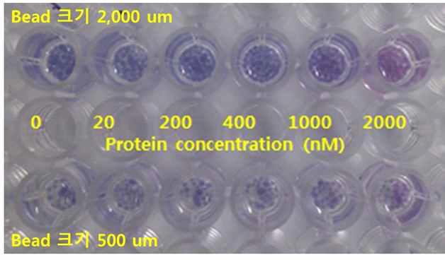 Hydrogel bead 크기에 따른 단백질과의 반응성 비교