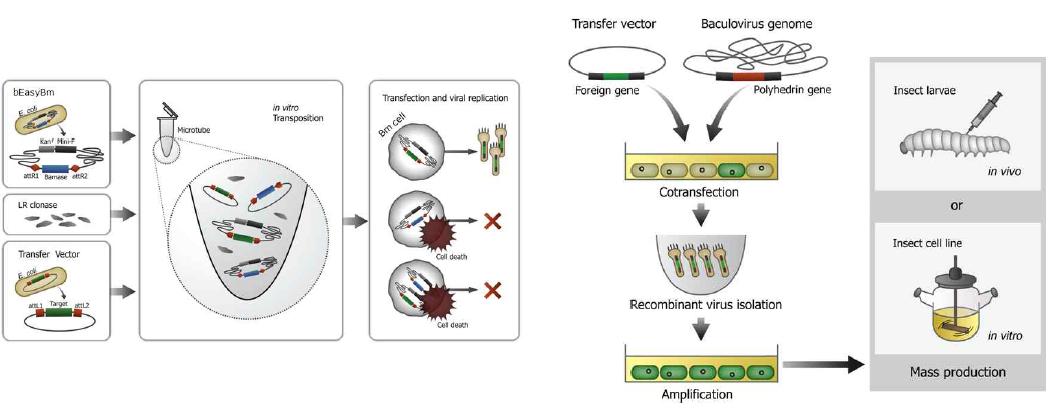 Flow chart of high-throughput recombinant virus generation using EasyBm system.