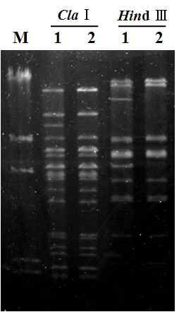 Confirmation of genome structure of the recombinant virus, vBpLacZ, by restriction endonuclease digestion pattern