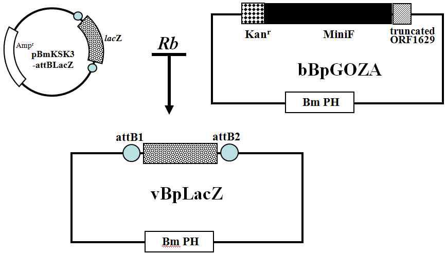 Construction map of the recombinant virus, vBpLacZ.