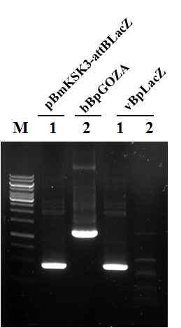 Verification of internal structure of the recombinant virus, vBpLacZ, by PCR using specific primer sets.