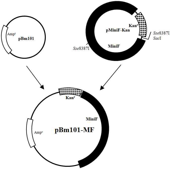 Construction map of the transfer vector, pBm101-MF