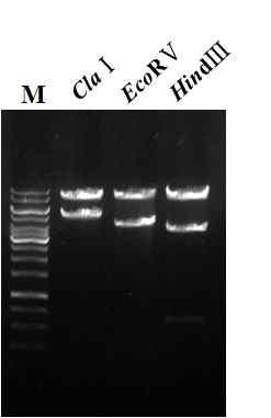 Confirmation of internal structure of the transfer vector, pBm101-MF, by restriction endonuclease digestion pattern