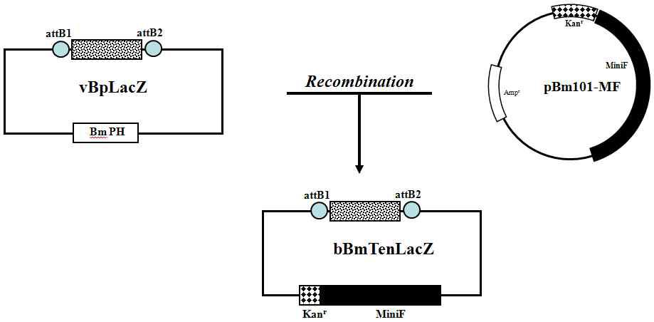 Construction map of the recombinant bacmid, bBmTenLacZ.