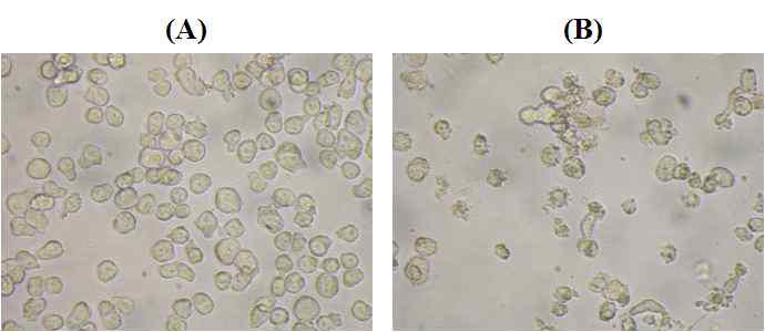 Phase-contrast microscopy of mock-infected Bm5 cells (A) and Bm5 cells infected with bBmTenLacZ (B)