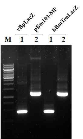 Verification of internal structure of the recombinant bacmid, bBmTenLacZ, by PCR using specific primer sets