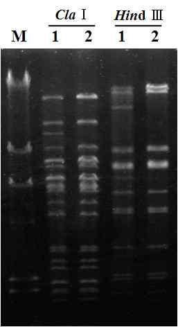 Confirmation of genome structure of the recombinant bacmid, bBmTenLacZ, by restriction endonuclease digestion pattern