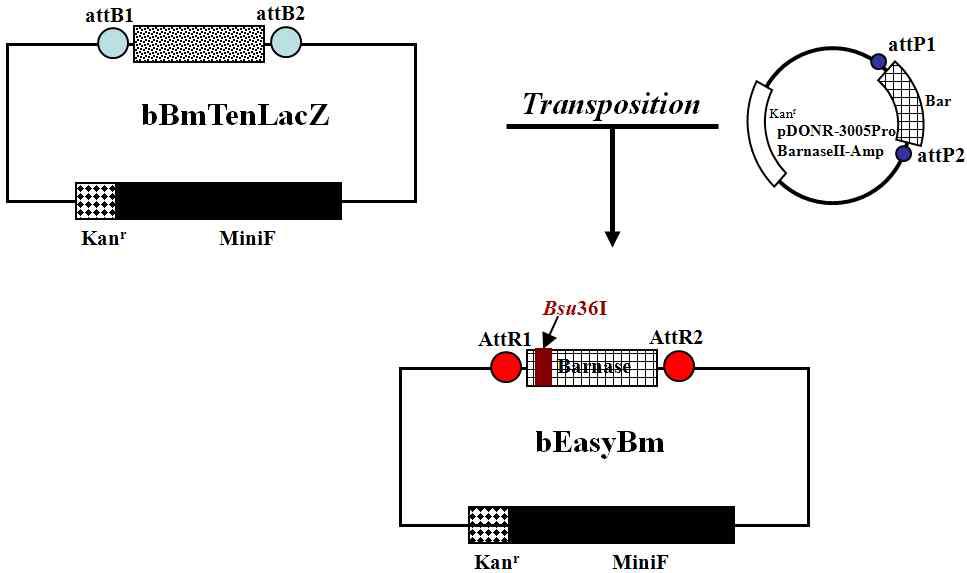 Construction map of the recombinant bacmid, bEasyBm