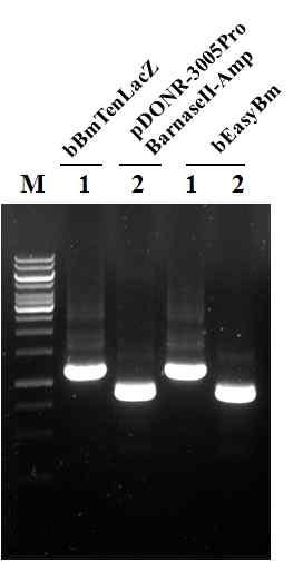 Verification of internal structure of the recombinant bacmid, bEasyBm, by PCR using specific primer sets