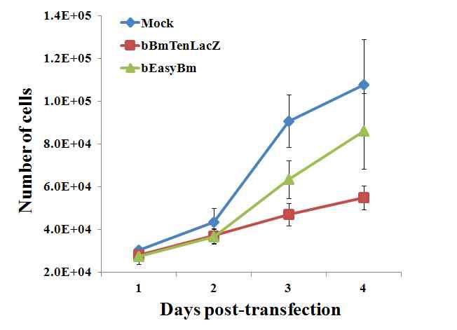 Growth of Bm5 cells transfected with the recombinant BmNPV genome, bEasyBm, expressing Barnase under the control of CpBV ORF3005 promoter.