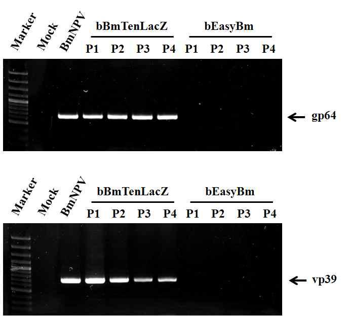 Detection of viral mRNAs from Bm5 cells transfected with the recombinant BmNPV genome, bEasyBm, along serial passage