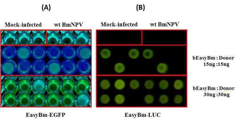 in situ Assay of EGFP (A) and luciferase (B) in Bm5 cells infected with EasyBm-EGFP and EasyBm-Luc, respectively