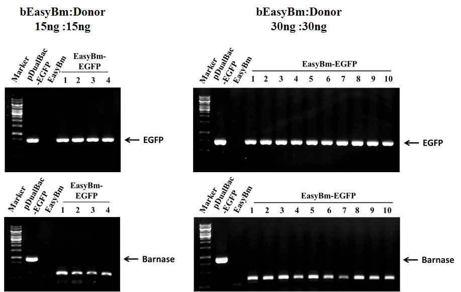 Verification of the genomic structure of the recombinant virus EasyBm-EGFP generated in Bm5 cells