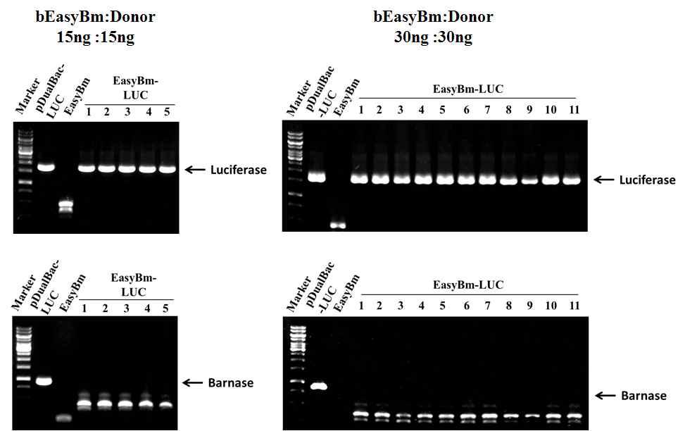 Verification of the genomic structure of the recombinant virus EasyBm-LUC generated in Bm5 cells