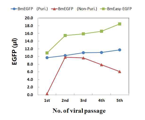 Expression of EGFP in Bm5 cells infected with the recombinant BmNPVs along serial passage
