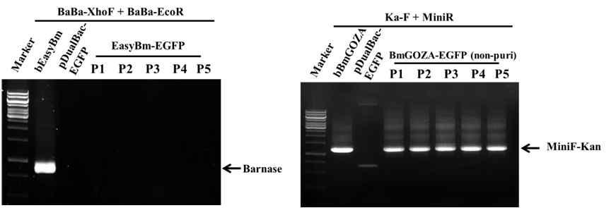 Verification of the genomic structure of the recombinant virus EasyBm-EGFP throughout serial passages