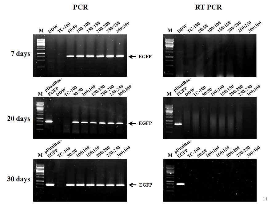 Detection of the recombinant virus EasyBm-EGFP in pupae of Bombyx mori injected with in vitro transposition and transfection reaction mixture of bEasyBm DNA and pDualBac-EGFP with various quantities