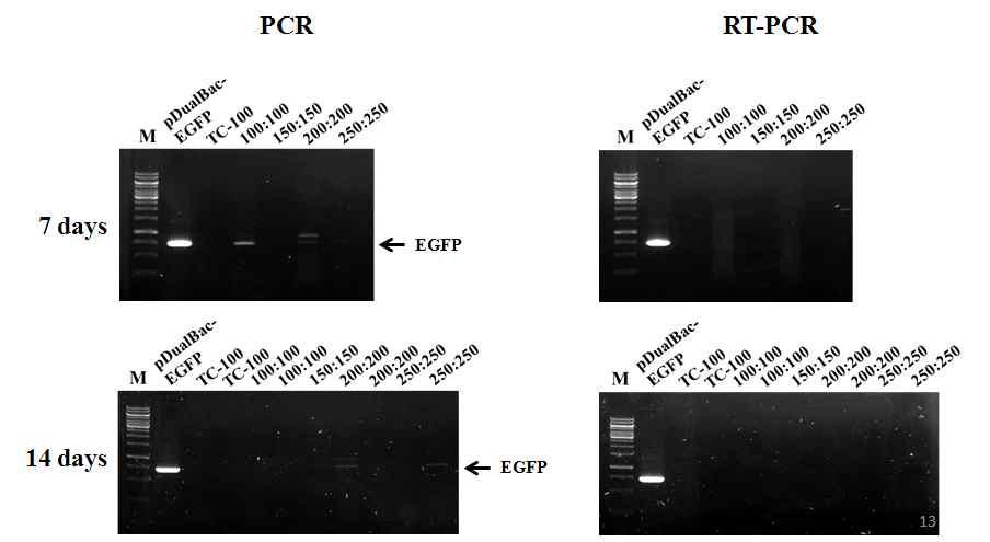 Detection of the recombinant virus EasyBm-EGFP in larvae of Bombyx mori injected with in vitro transposition and transfection reaction mixture of bEasyBm DNA and pDualBac-EGFP with various quantities at 3rd instar