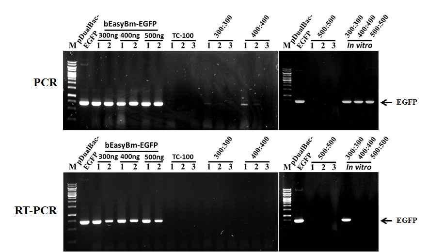 Detection of the recombinant virus EasyBm-EGFP in larvae of Bombyx mori injected with in vitro transposition and transfection reaction mixture of bEasyBm DNA and pDualBac-EGFP with various quantities at 5th instar