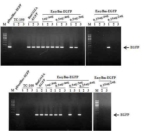 Detection of the recombinant virus EasyBm-EGFP in 5th instar larvae of B. mori injected with transfection reaction mixture of bEasyBm DNA and pBmKSK3-EGFP with various quantities