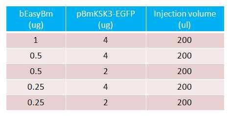 Quantities of bEasyBm DNA and transfer vector used for the generation of recombinant virus in larvae of Bombyx mori