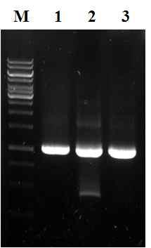 PCR amplification of AcMNPV Polh