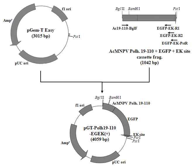 Construction map of the transfer vector, pGT-Polh19-110-EGEK(+).