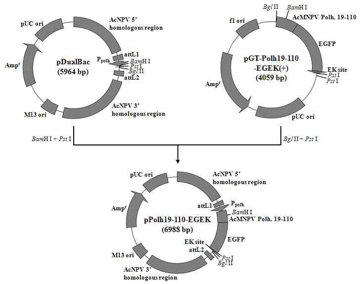 Construction map of the transfer vector, pPolh19-110-EGEK