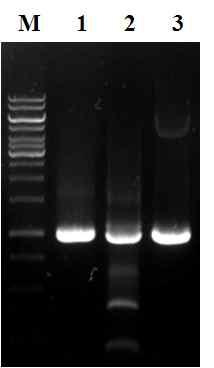 PCR amplification of AcMNPV Polh. 32-110+EGFP+EK site cassette using specific primer sets