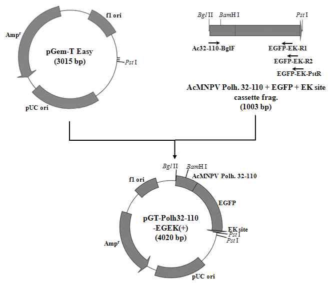 Construction map of the transfer vector, pGT-Polh32-110-EGEK(+).