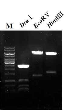 Confirmation of internal structure of the transfer vector, pPolh32-110-EGEK, by restriction endonuclease digestion pattern