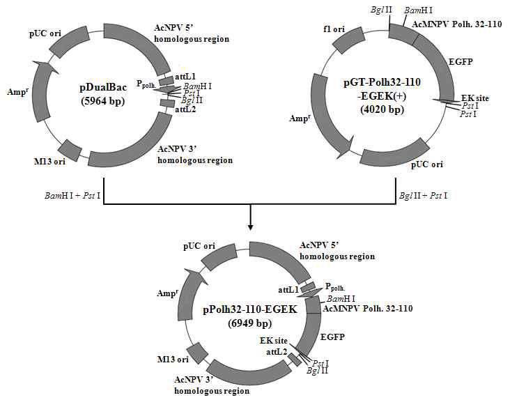 Construction map of the transfer vector, pPolh32-110-EGEK