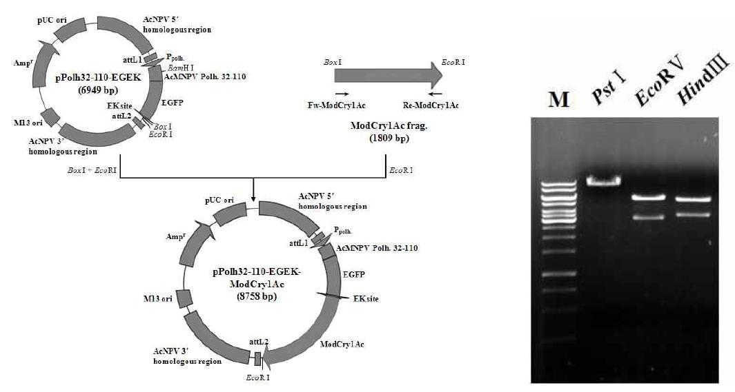 Construction map and restriction endonuclease digestion pattern of the pPolh32-110-EGEK-ModCry1Ac.